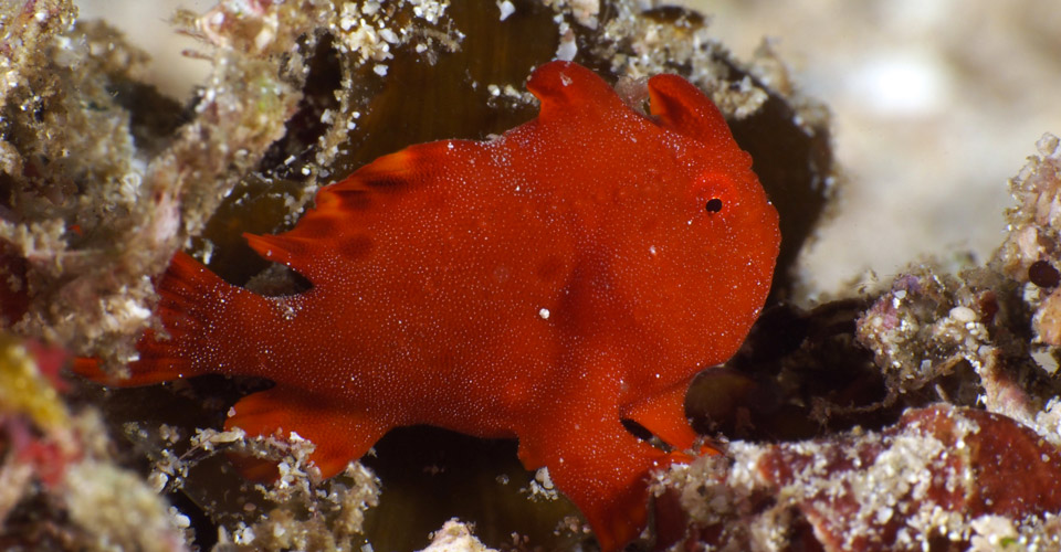 Poisson crapaud aux Raja Ampat