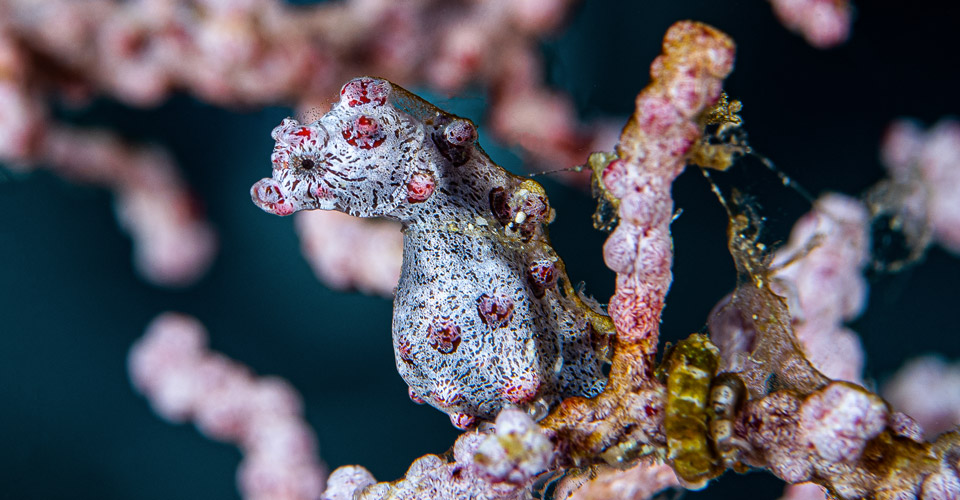 Hippocampe pygmée aux Raja Ampat